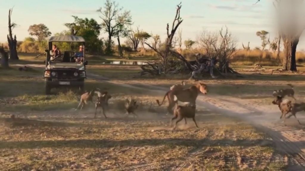 Así salva una leona a su cría de un ataque de los denominados perros salvajes africanos