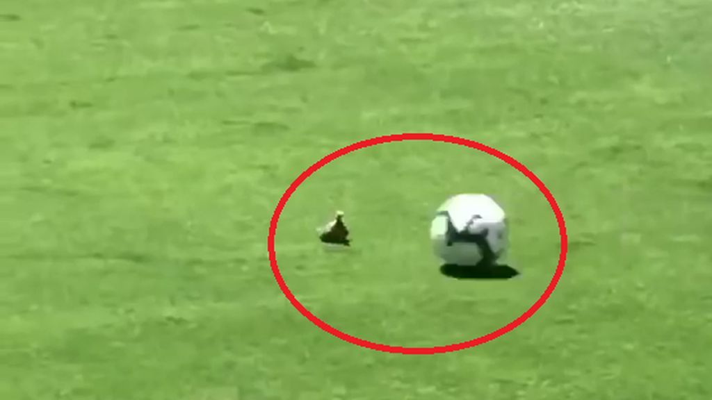 ¡Horror! Mata accidentalmente a un pájaro en pleno partido