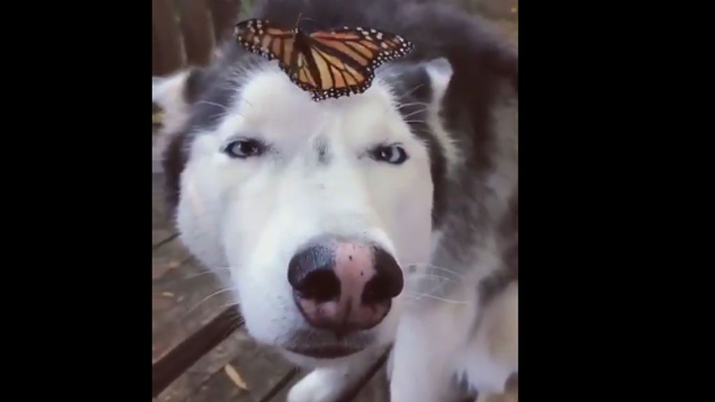 La paciencia de un perro con una mariposa que se posó en su nariz