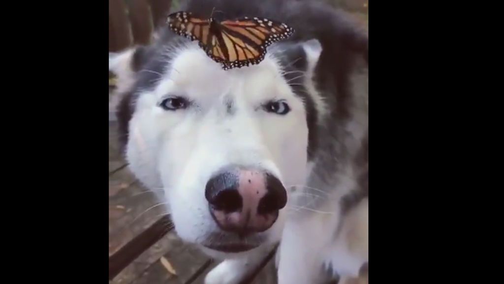 El perro que amaba las mariposas