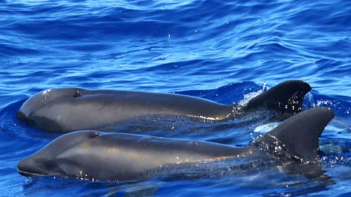 Descubren un nuevo híbrido entre ballena y delfín en aguas de Hawái