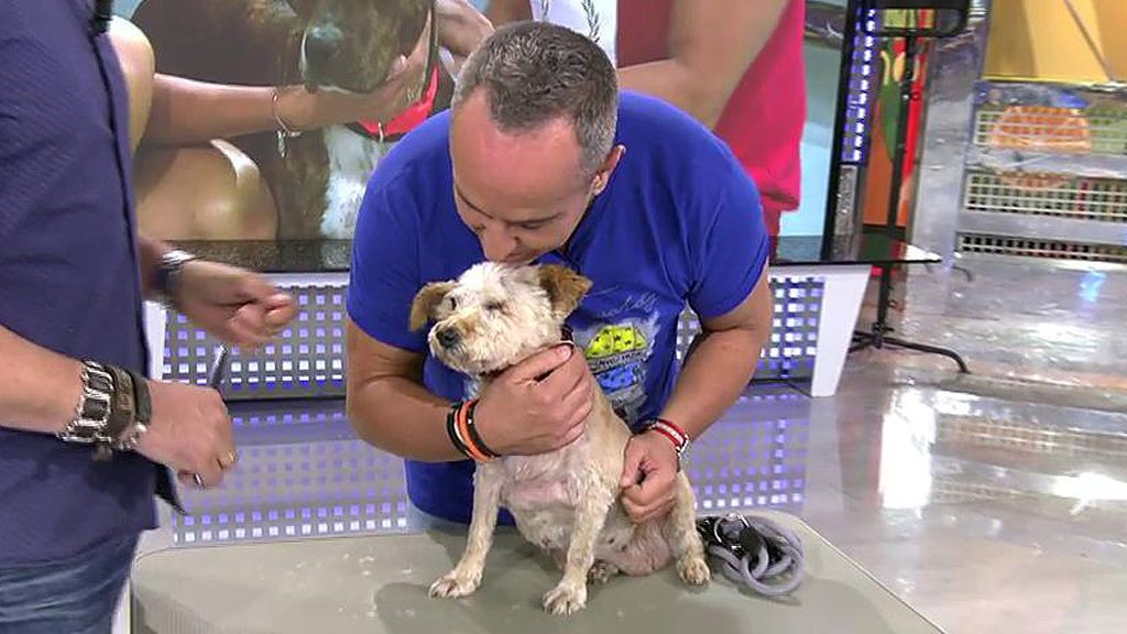 Narnia, una cariñosa perrita que ha sufrido mucho y solo busca un nuevo hogar