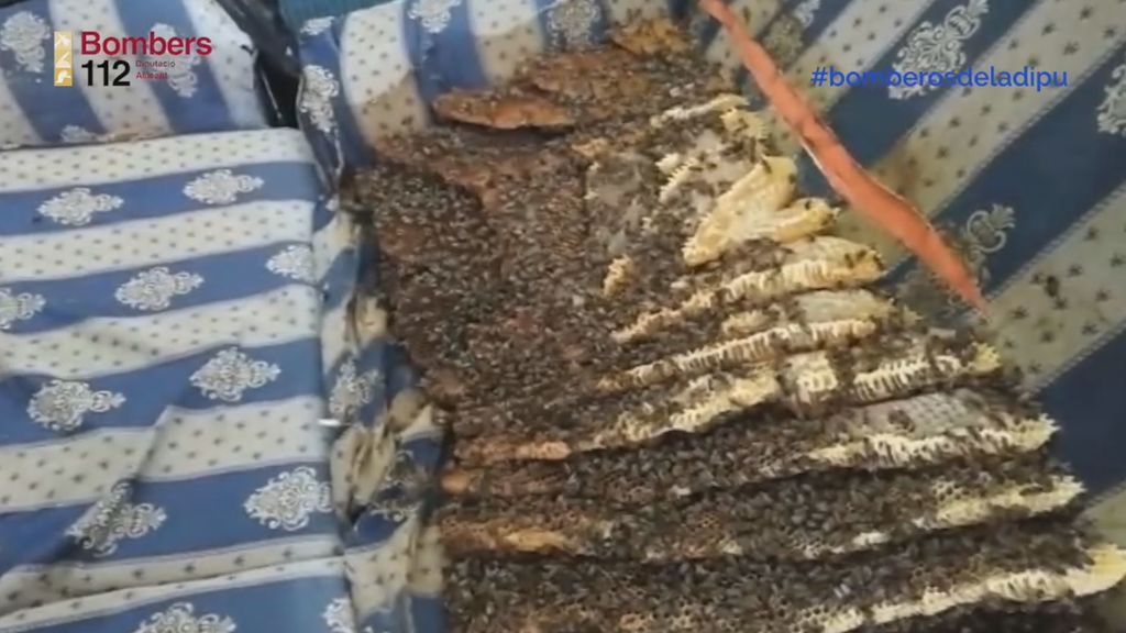 Los bomberos de Alicante retiran un enjambre de abejas de 25 kilos de un sofá