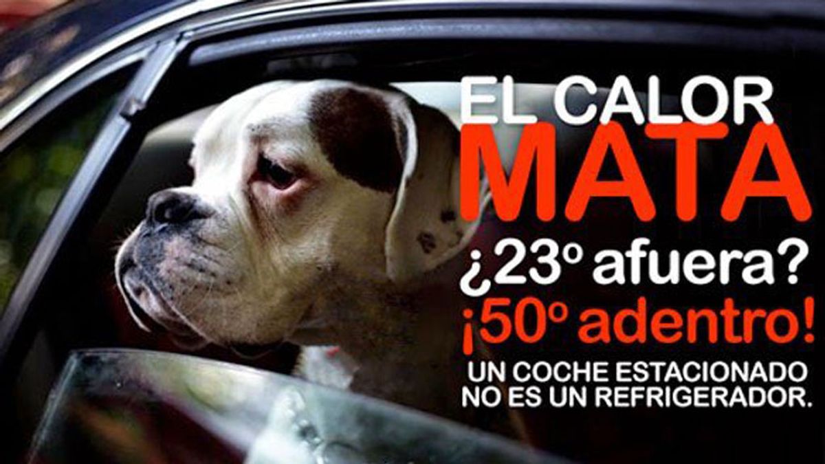 Encuentran a cuatro perros muertos dentro de un coche después de que sus dueños les dejasen solos