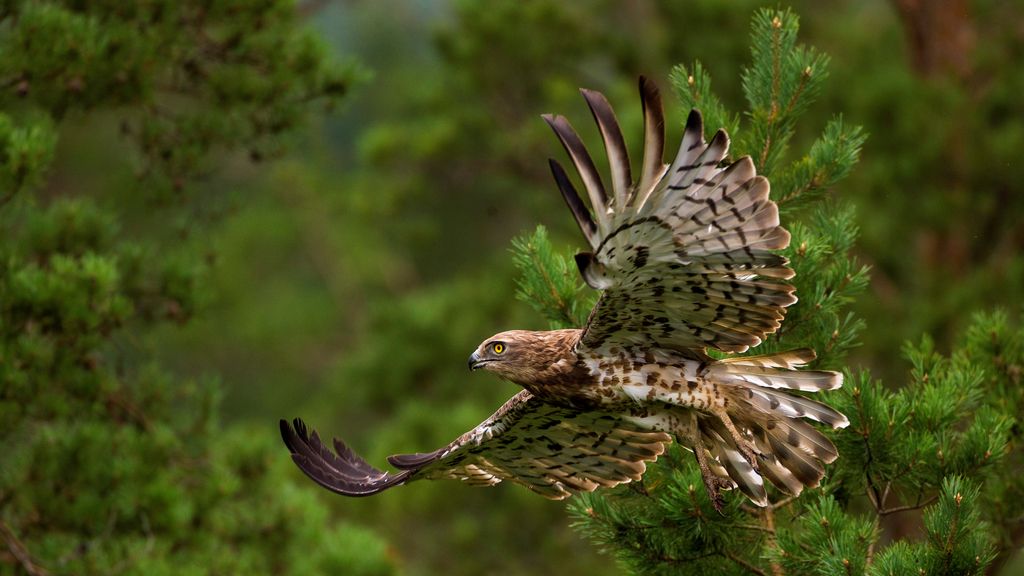 Un águila culebrera en Bielorrusia