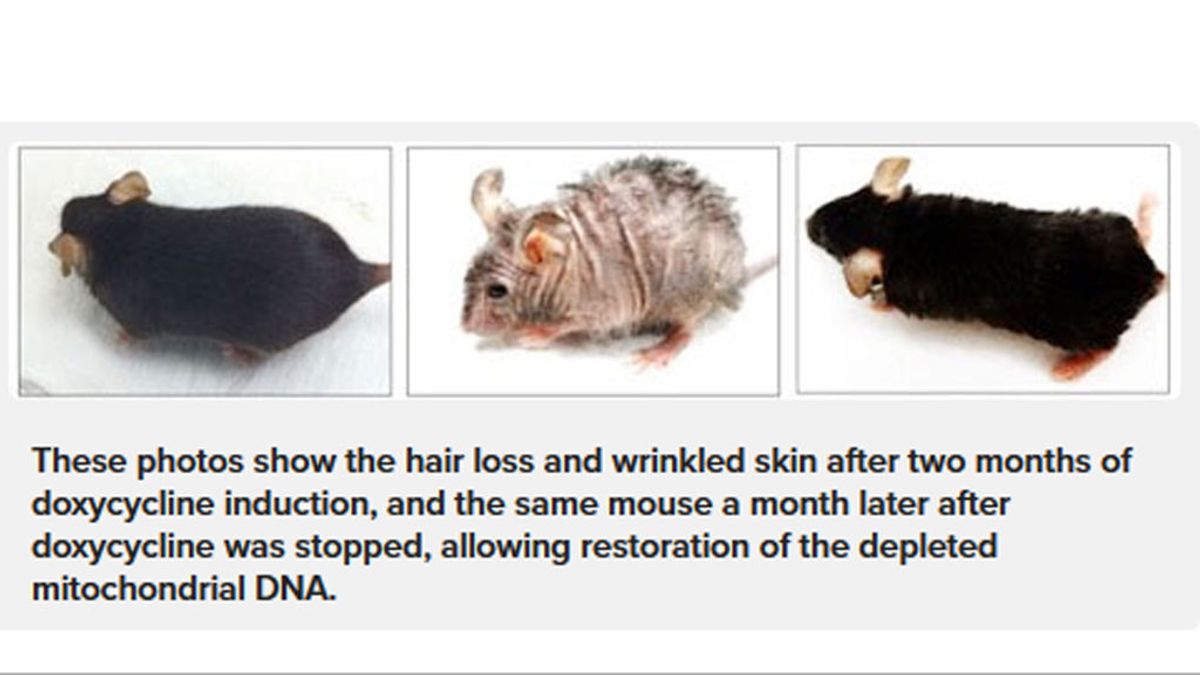 Logran revertir las arrugas y la caída del pelo en ratones