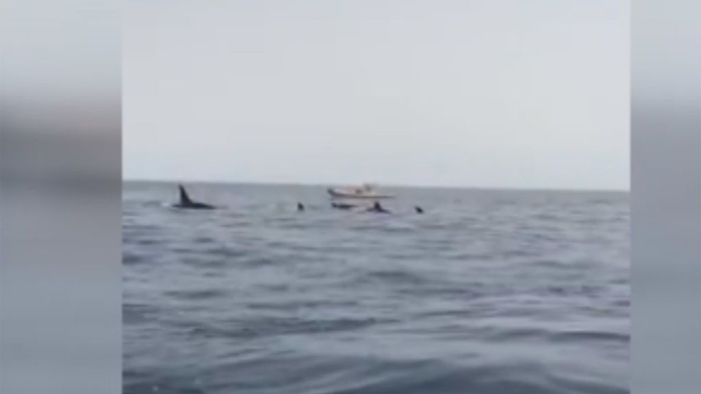 Vida salvaje en Tenerife: ocho orcas matan y devoran a dos calderones