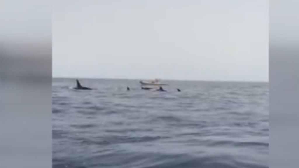 Ocho orcas acorralan y matan a dos calderones en Tenerife