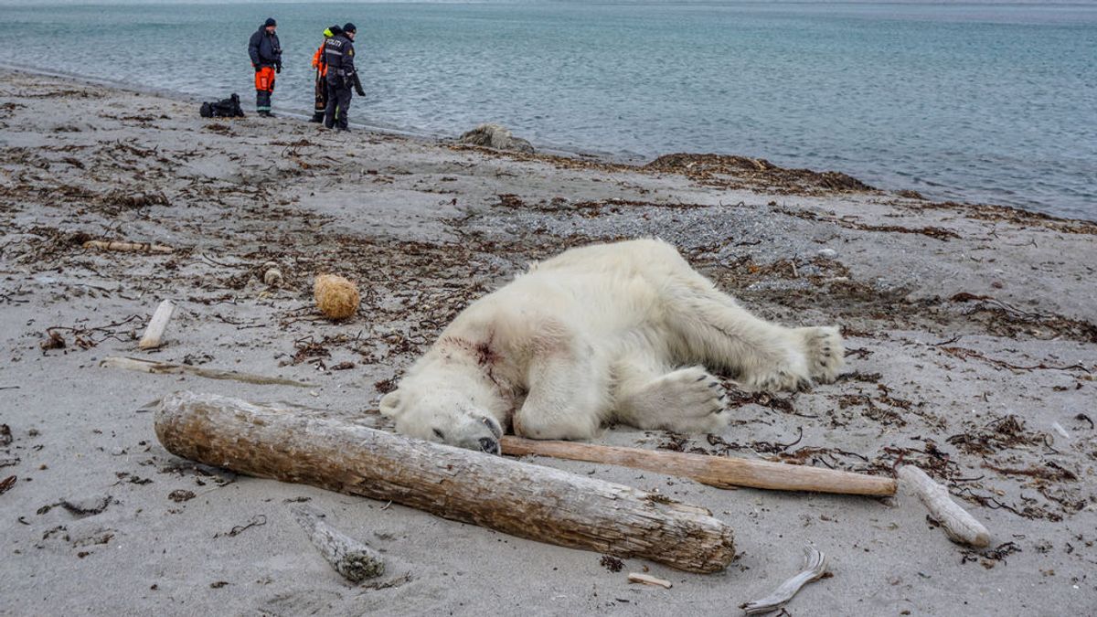 Disparan y matan a un oso polar en Noruega después de que atacara al guardia de un crucero