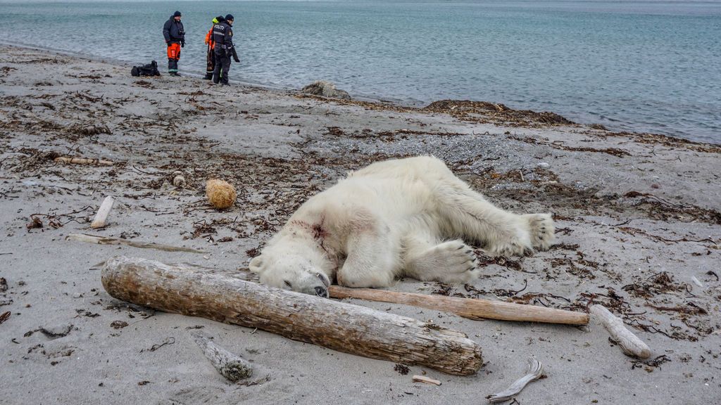 Matan a un oso polar después de que atacara al guardia de un crucero en Noruega