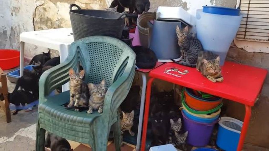 Rescatan a 101 gatos hacinados en una casa de 37 metros cuadrados en Málaga