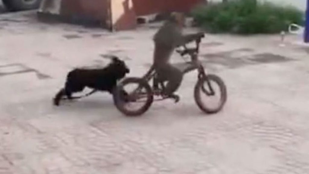 Un mono  roba una bicicleta y  huye de un perro que trata de aguarle la fiesta
