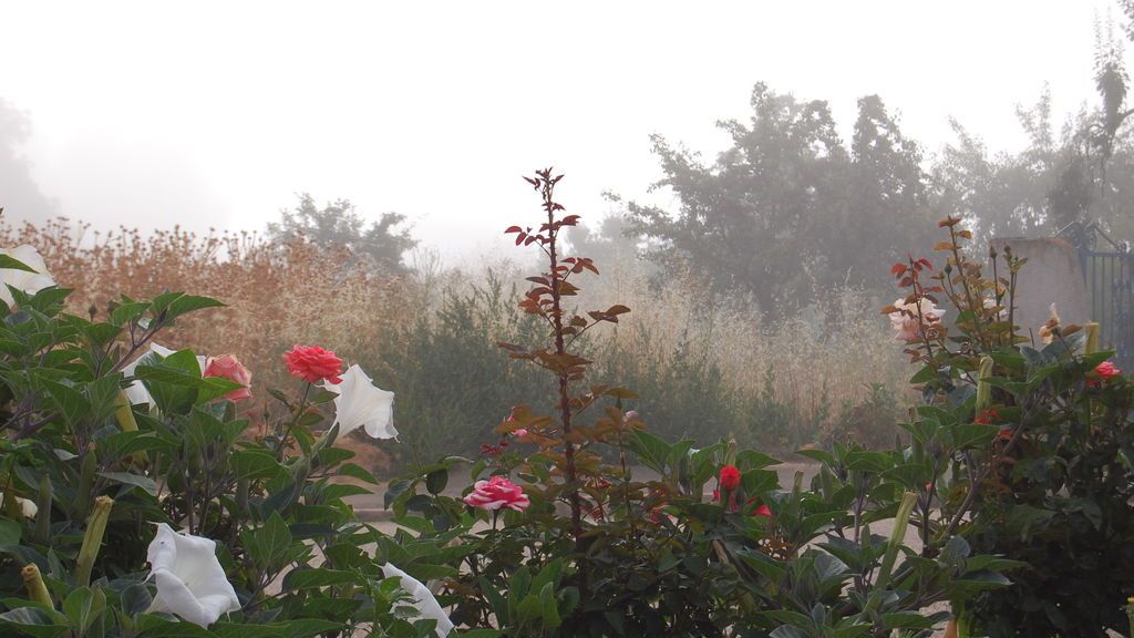 Mª Concepción Pérez Blanco en San Pedro de Ceque, Zamora