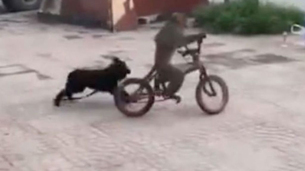 La habilidad de un mono ladrón de bicicleta y la del  perro que quiere arruinarle la fiesta