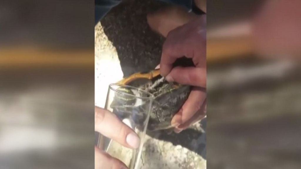 Varios jóvenes de Jaén emborrachan a una tortuga y suben el vídeo a sus redes sociales