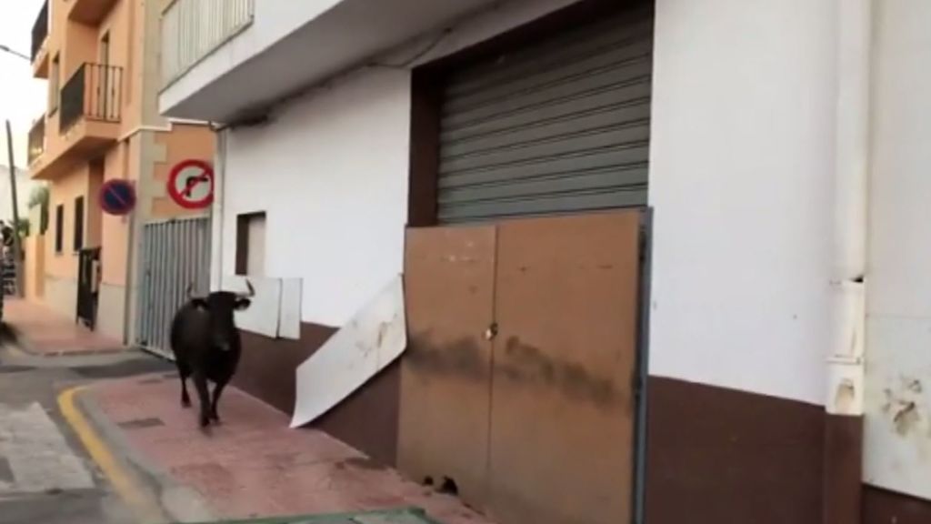 Un turista graba delante de un toro y termina con contusiones en Benitatxell