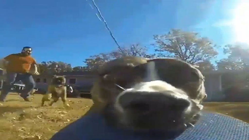 Lo que pasa cuando tu perro te roba la cámara de vídeo