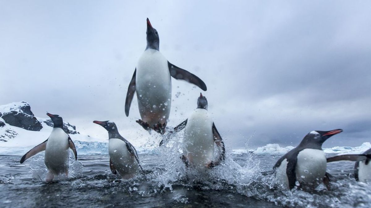 penguins rey extinguirse