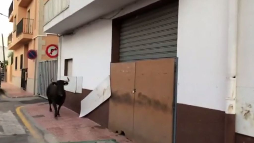 La peligrosa moda de grabar delante de un toro provoca una nueva cogida en Benitatxell