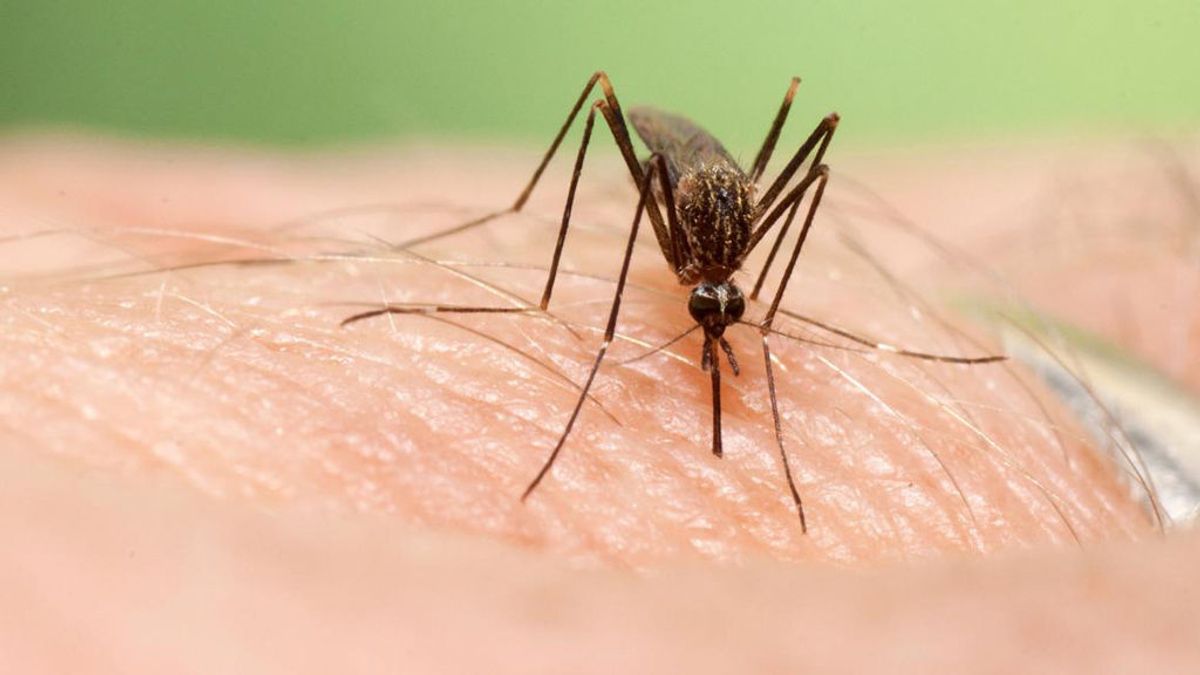 Detectado en España un mosquito asiático capaz de transmitir el virus del Nilo Occidental y el dengue
