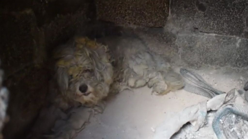 Loukomakis, el perro lanudo que sobrevivió al infierno de las llamas en Grecia