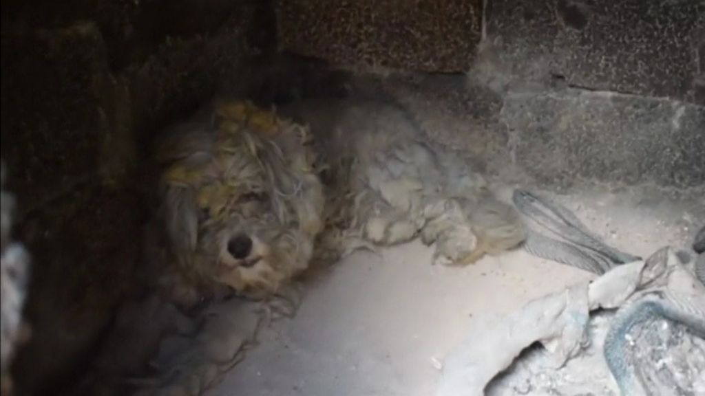 Loukomakis, el perro lanudo que sobrevivió al infierno de las llamas en Grecia