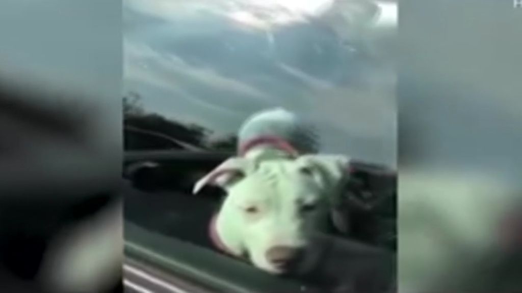 Monumental bronca de un vigilante a una mujer por dejar encerrados en el coche a sus perros