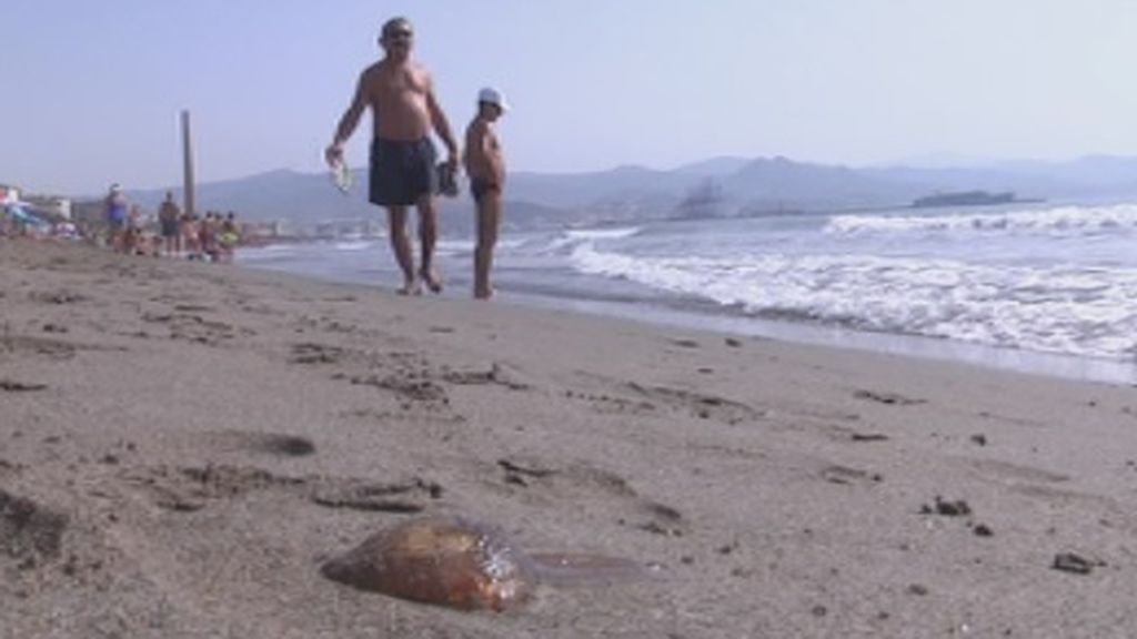 El 80% de la costa malagueña invadida por las medusas