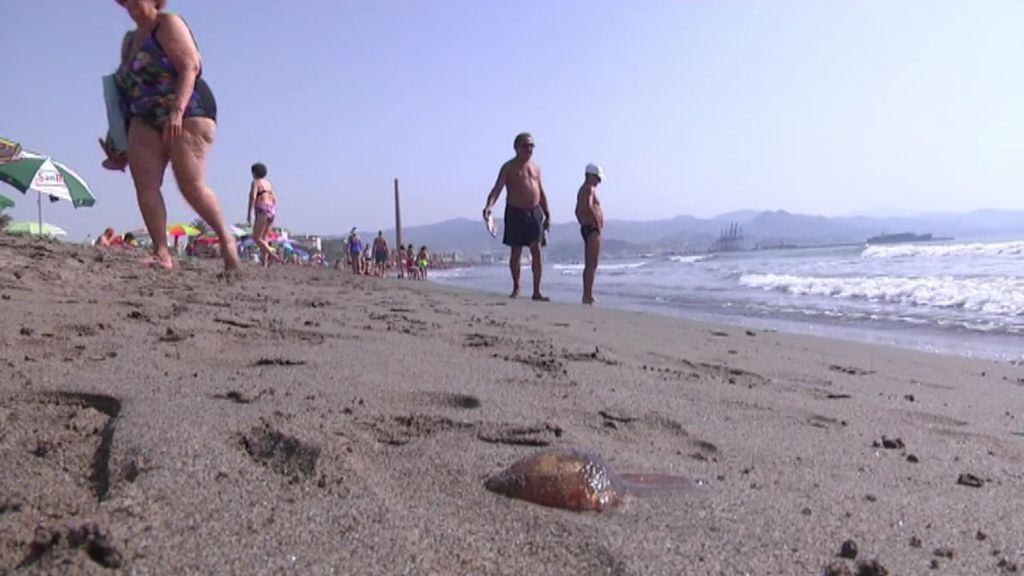 Una nueva plaga de medusas obliga a cerrar varias playas del litoral malagueño