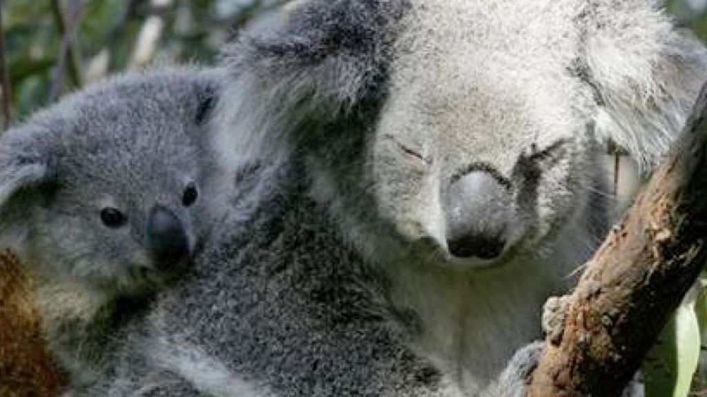 Koalas en peligro de extinción