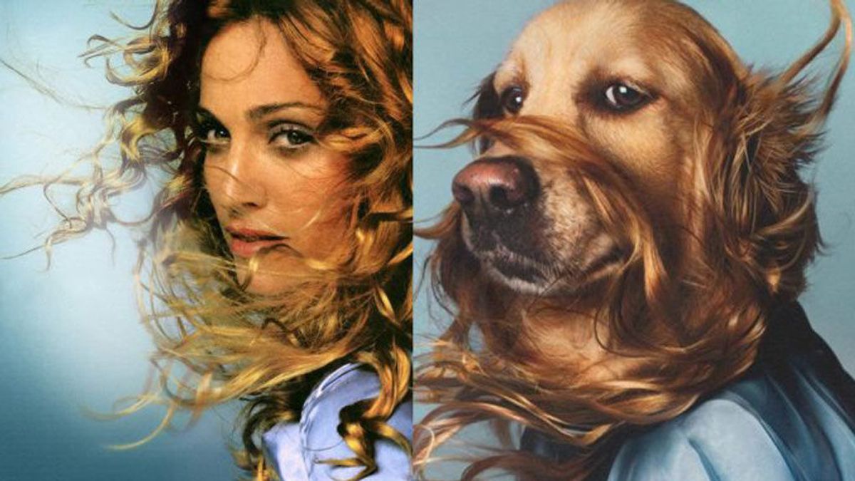 El nuevo rey del Pop: este perro recrea los looks más famosos de Madonna