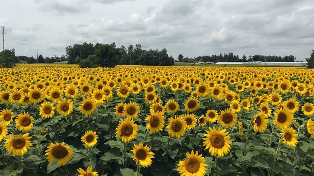 La fiebre del 'selfie' llega a un campo de girasoles de Canadá