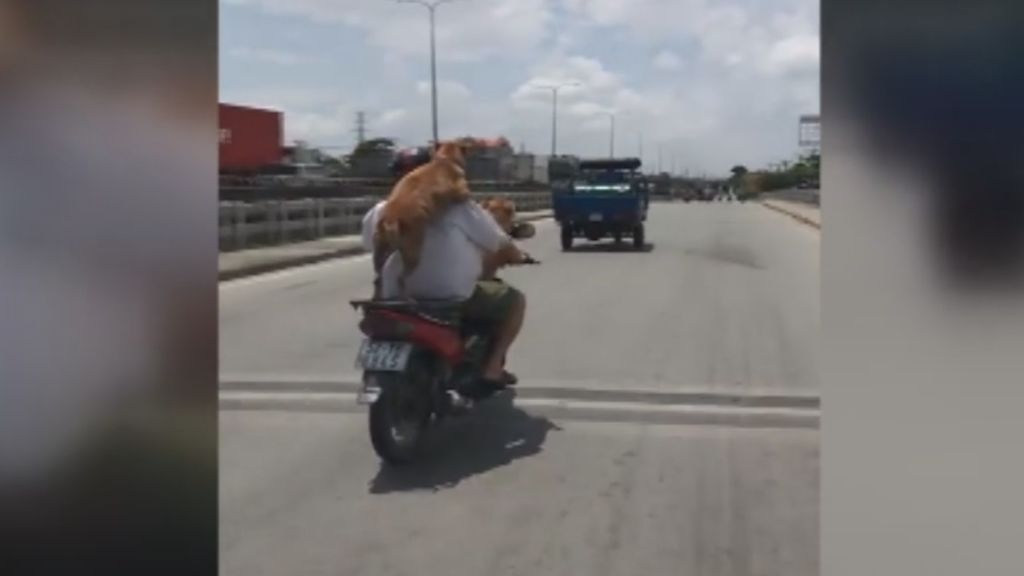 Le llueven las críticas al conducir una moto con su perro a sus espaldas