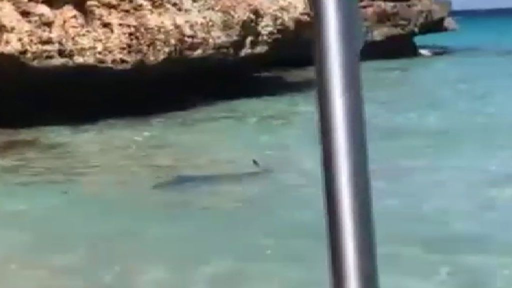 Un tiburón de más 2 metros obliga a evacuar una playa de Mallorca