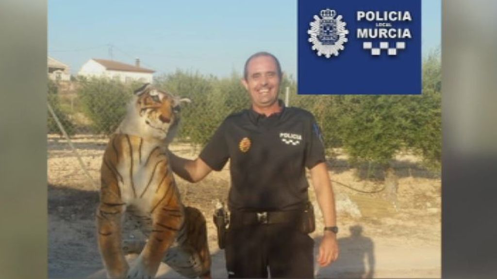 'Creo que vi un lindo gatito': aparece un 'tigre' a la sombra de un olivo en Murcia
