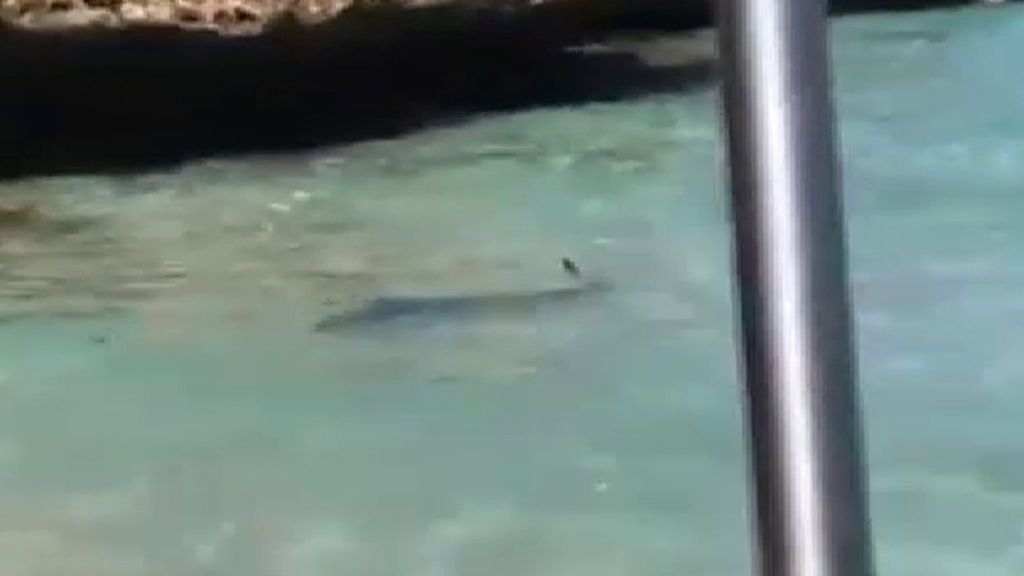 Susto en una playa de Mallorca: avistan a un tiburón de más 2 metros