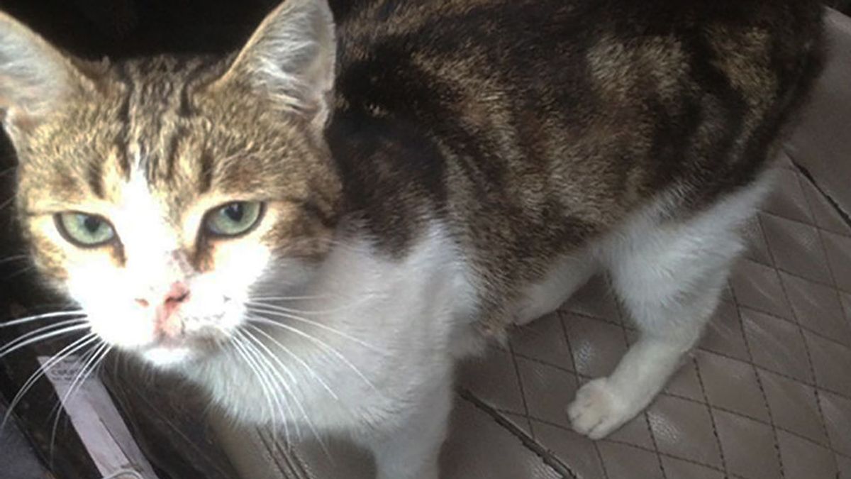 Un gato se convierte en el nuevo 'narco' de una cárcel de Rusia
