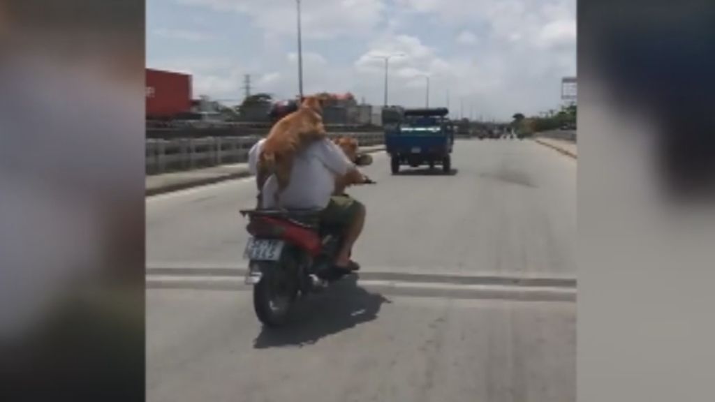 Graban a un hombre conduciendo una moto con sus perros en Vietnam