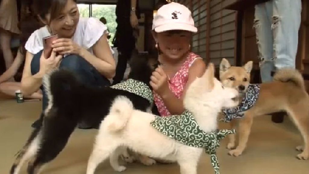 Café con mascotas, la nueva atracción turística en Tokio