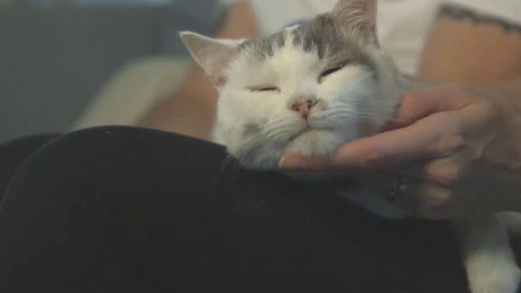 Nombran a Theo mejor gato del año: salvó a su dueña de una muerte segura