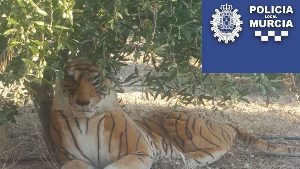 "Gran susto" de un hombre de Murcia al ver a un tigre... ¡de peluche!