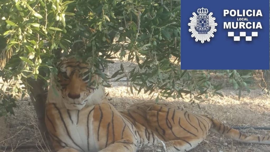 Un vecino de Murcia alerta a la Policía de la presencia de un 'tigre'
