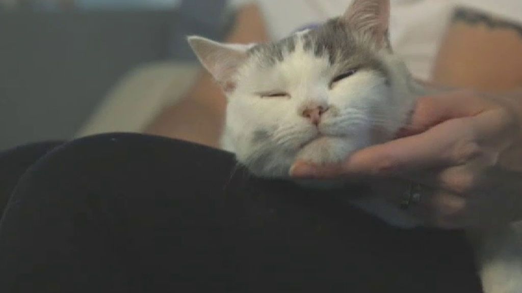 Theo salva la vida de su dueña y se convierte en el mejor gato del mundo