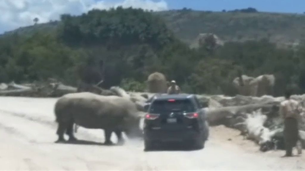 Disfrutaban de un safari en México cuando fueron atacados por un rinoceronte