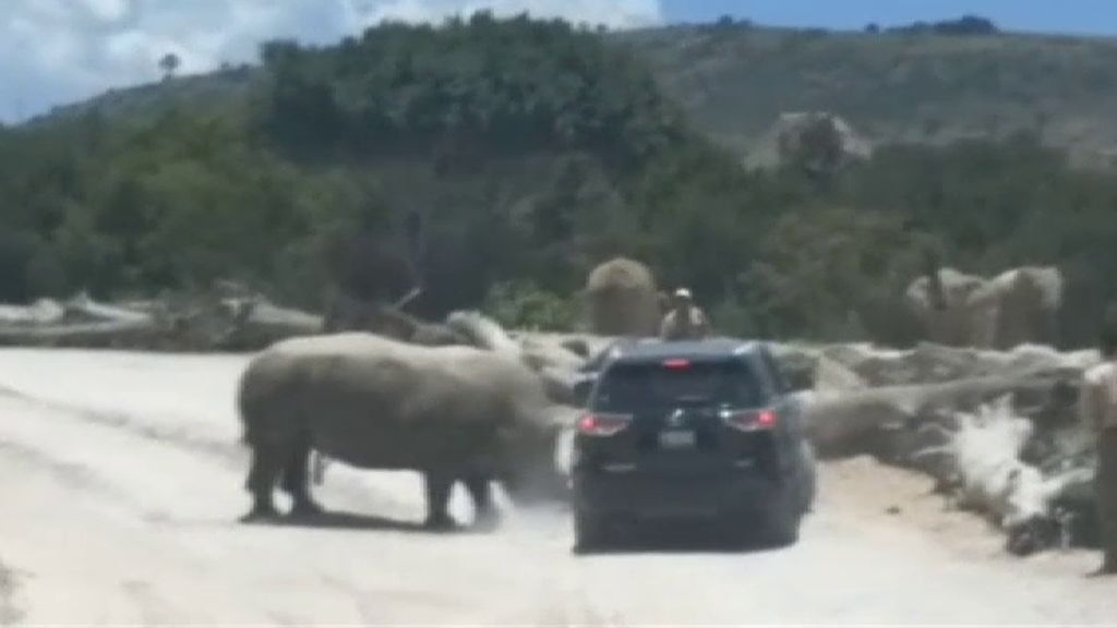 Un rinoceronte ataca a una familia en México