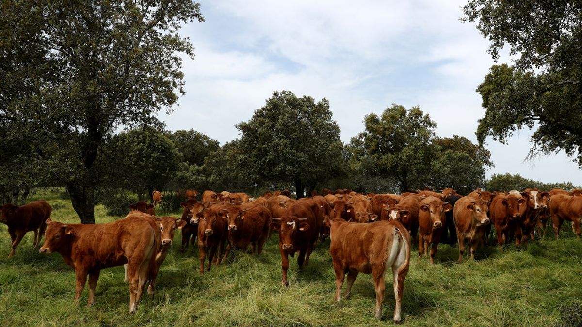 Un hombre de 33 muere aplastado por una vaca en Cantabria