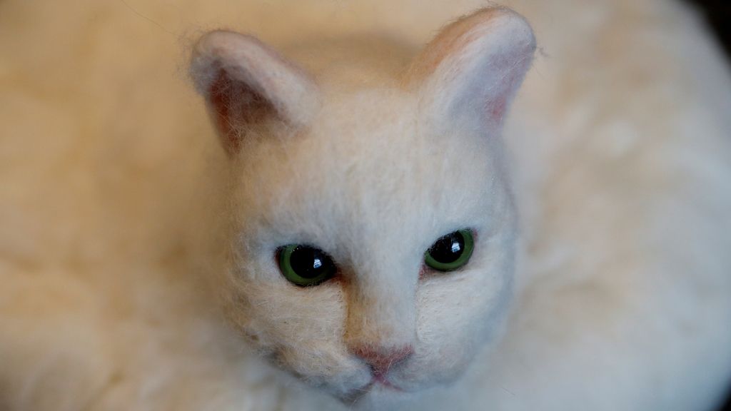 Las mejores Imágenes del domingoEl gato Robot
