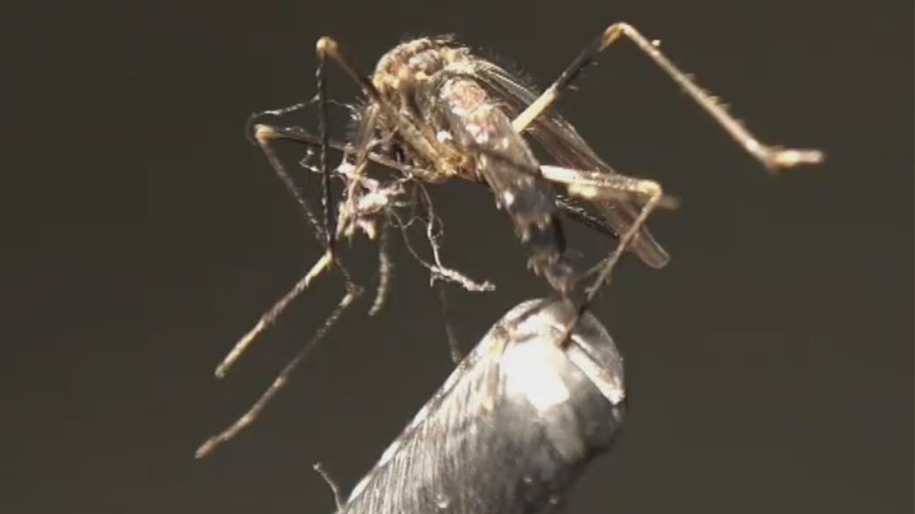 Llega a España un mosquito que puede contagiar el dengue y la fiebre del Nilo
