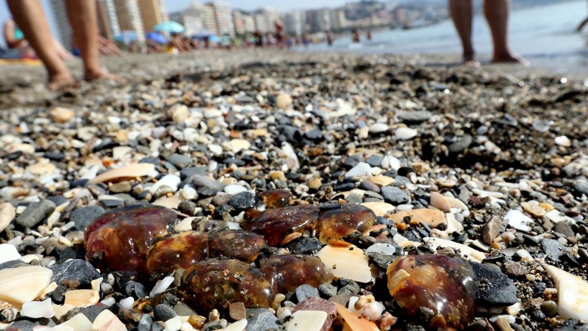 Continua la invasión de medusas en Málaga: es imposible bañarse desde Fuengirola hasta Nerja