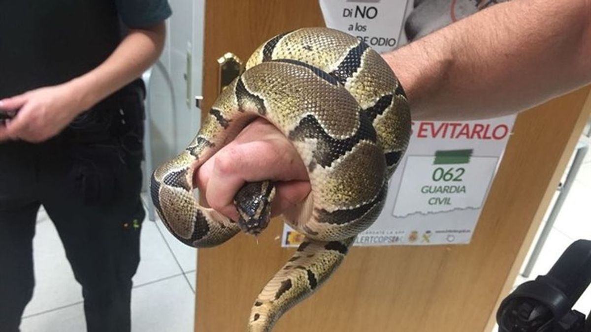 Encuentra una serpiente pitón en el baño de su casa en Ciempozuelos, Madrid